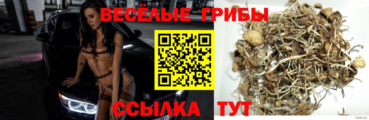 Псилоцибиновые грибы Psilocybe Коломна